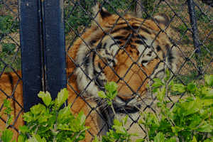 Nainital Zoo Video Bg